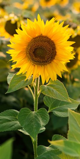 sunflower-TWSQB4G.jpg