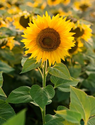 sunflower-TWSQB4G.jpg