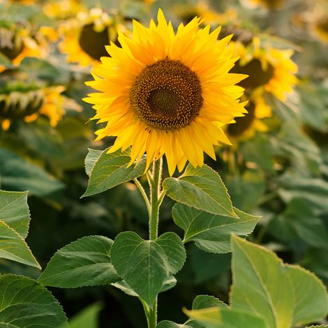 sunflower-TWSQB4G.jpg